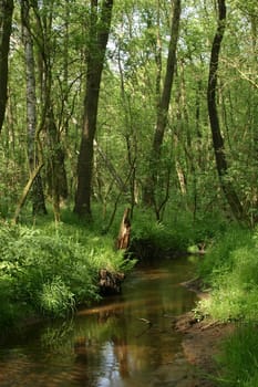 Brook in a Forest