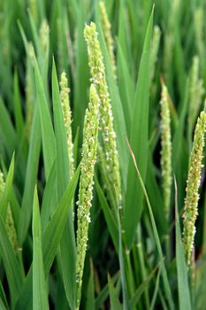 Summer Farmland Planting paddy rice