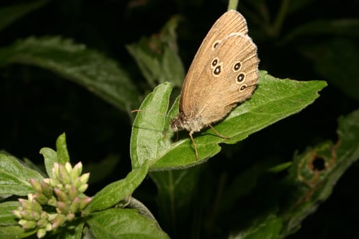 The Ringlet (Aphantopus hyperantus) on a leaf