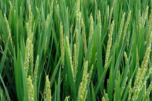 Summer Farmland Planting paddy rice