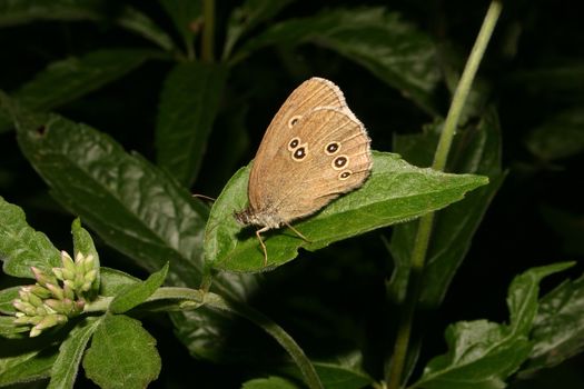 The Ringlet (Aphantopus hyperantus) on a leaf