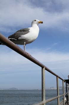 A seagull over blue sky in the pier