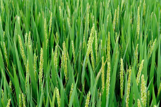 Summer Farmland Planting paddy rice