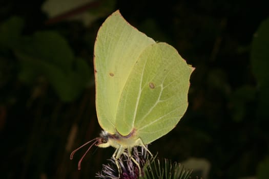 Common Brimstone (Gonepteryx rhamni) on a plant