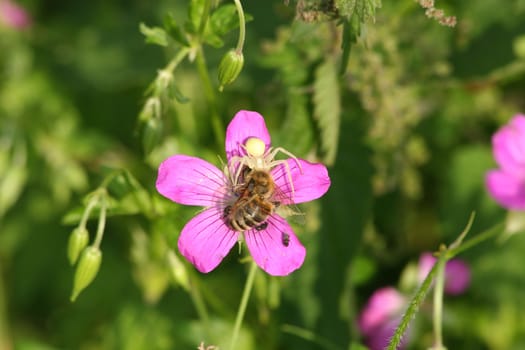 Goldenrod  crab spider (Misumena vatia)  - Female on a flower with a captured bee