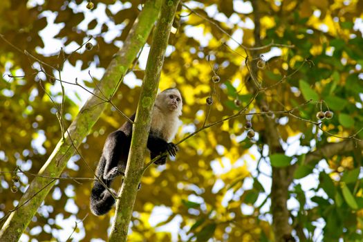 White faced Capuchin sitting in a tree, Manuel Antonio national park