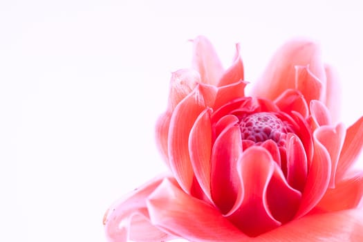 close up pink Etlingera elatior 
on white background