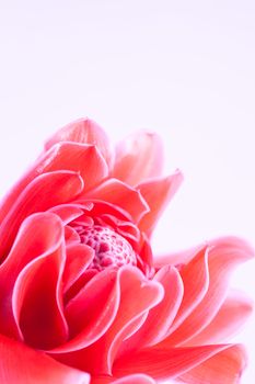 close up pink Etlingera elatior 
on white background