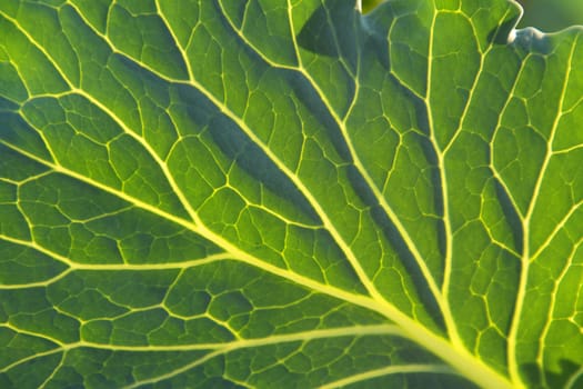 Cabbage leaf closeup
