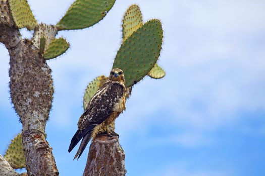 Galapagos Hawk on a cactus,  Santa Fe