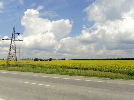 Summer landscape with field of sunflowers