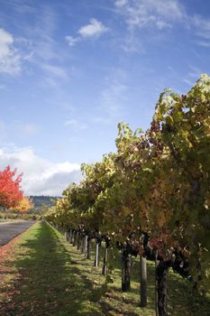 A row of grape vines used for making wine