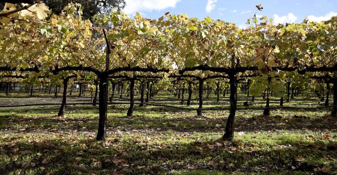 A close view of several grape vines used to make wine