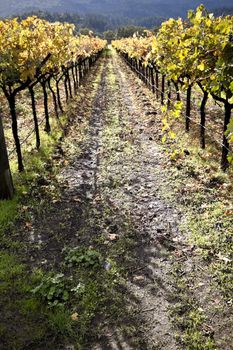 A pathway between two rows of grape vines