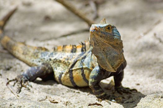 Black spiny-tailed Iguana on the beach in Manuel Antonio, Costa Rica