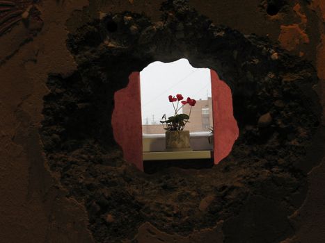 Here you can see a little hole in the wall. I think that the perspective of this foto has some kind of dramatic sense. The flower is standing by the window and we can see it through the hole like we are peering into another world.
