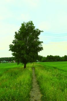 a tree in the green field and the path