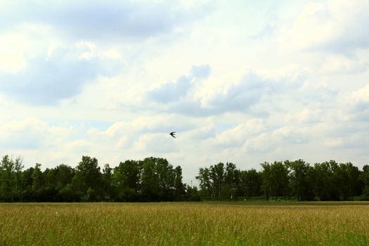 a flying swallow above the field