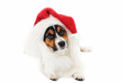 Jack Russell Terrier. Portrait of dog in red Christmas hat. Isolated on a white background