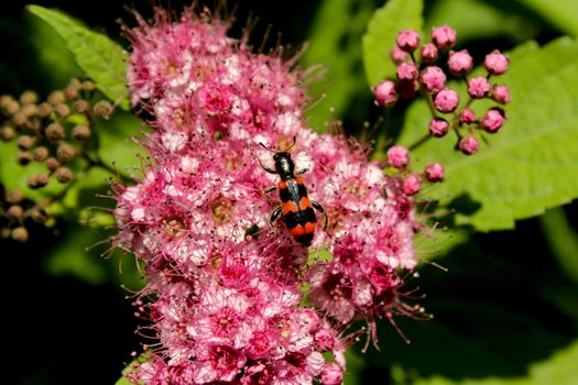 a bug on the violet flower