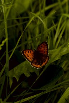 a butterfly in the grass