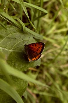 a butterfly in the grass