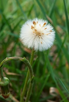 Dandelion