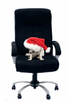 Jack Russell Terrier. Portrait of dog in red Christmas hat. In boss chair