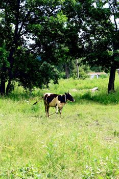 a cow in the green field