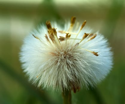 Dandelion