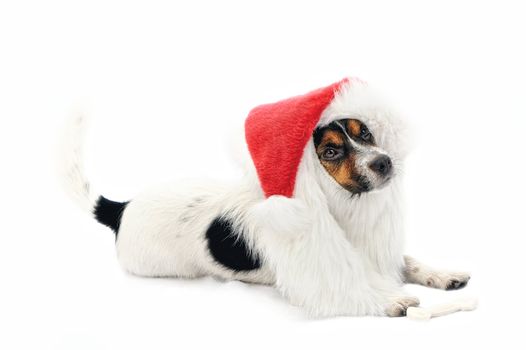 Jack Russell Terrier. Portrait of dog in red Christmas hat. Isolated on a white background