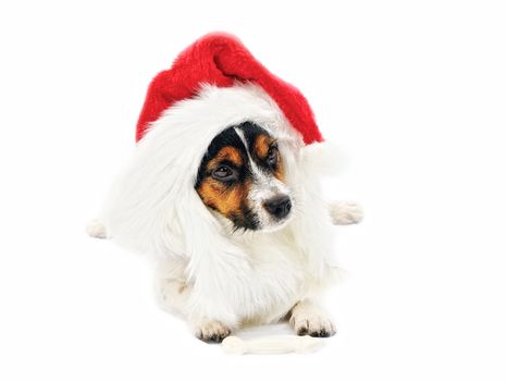 Jack Russell Terrier. Portrait of dog in red Christmas hat. Isolated on a white background