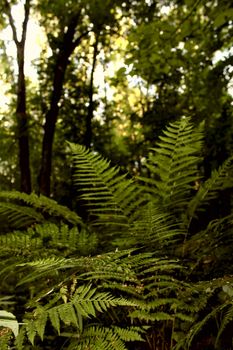 a green fern in the forest