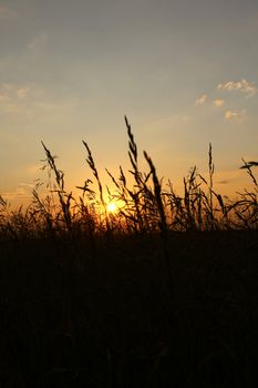 a lot of ears of rye in the field in the evening