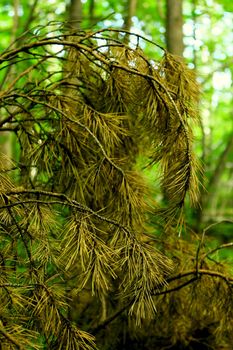 a dry fir in the forest