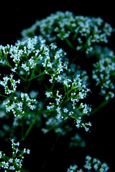 a white flower on the black backgeound