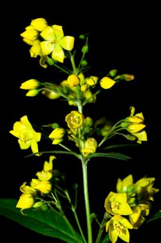 a yellow flower on the black background