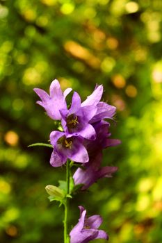 a pink flower on the green background