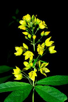 a yellow flower on the black background