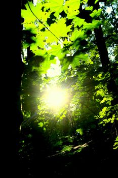 a sun shines through the leaves in the forest