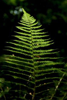 a fern on the dark background in the forest