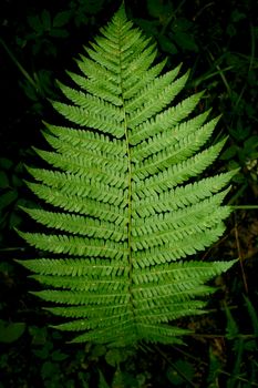a leaf of the fern in the forest