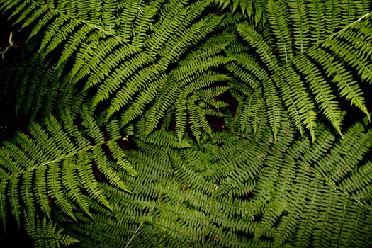 a lot of ferns in the forest