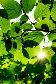 a ray of the sun through the leaves