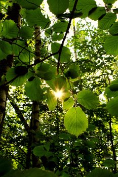 a ray of sun throgh the leaves