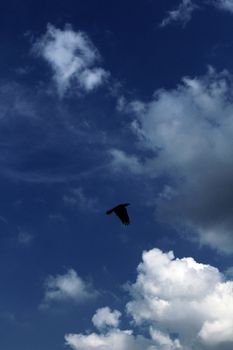 a black raven in the blue skies