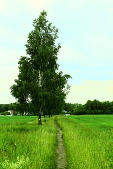 a tree in the green field and the path