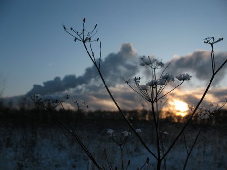 The sun is going down. And the lonely plant caught last sunny rays...Not original, but i think that it's more beautiful than it could be...