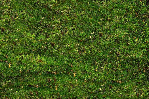 green grass or moss