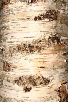 rind of a birch